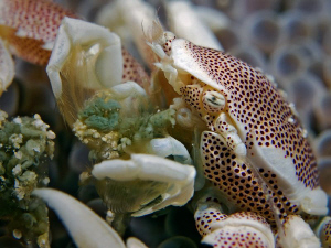 "Dinner"

Whatever this porcelain crab eat's, it seems ... by Henry Jager 